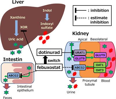 Efficacy and safety of switching from febuxostat to dotinurad, a novel selective urate reabsorption inhibitor, in hyperuricemic patients with type 2 diabetic kidney disease: Protocol for a single-arm, open-label, prospective, exploratory study